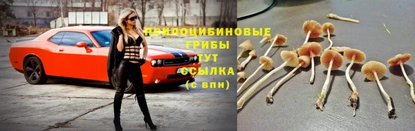 a pvp Аркадак